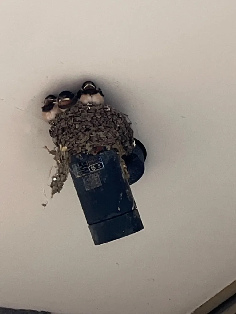 つばめの親子♪