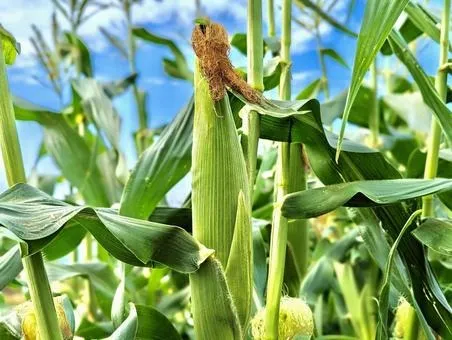 トウモロコシ狩り！！